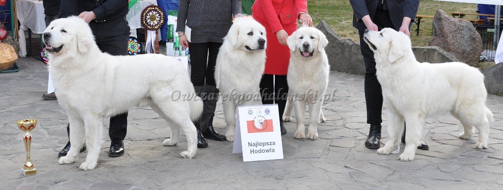 Owczarek Podhalański