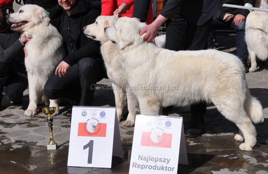 Owczarek Podhalański