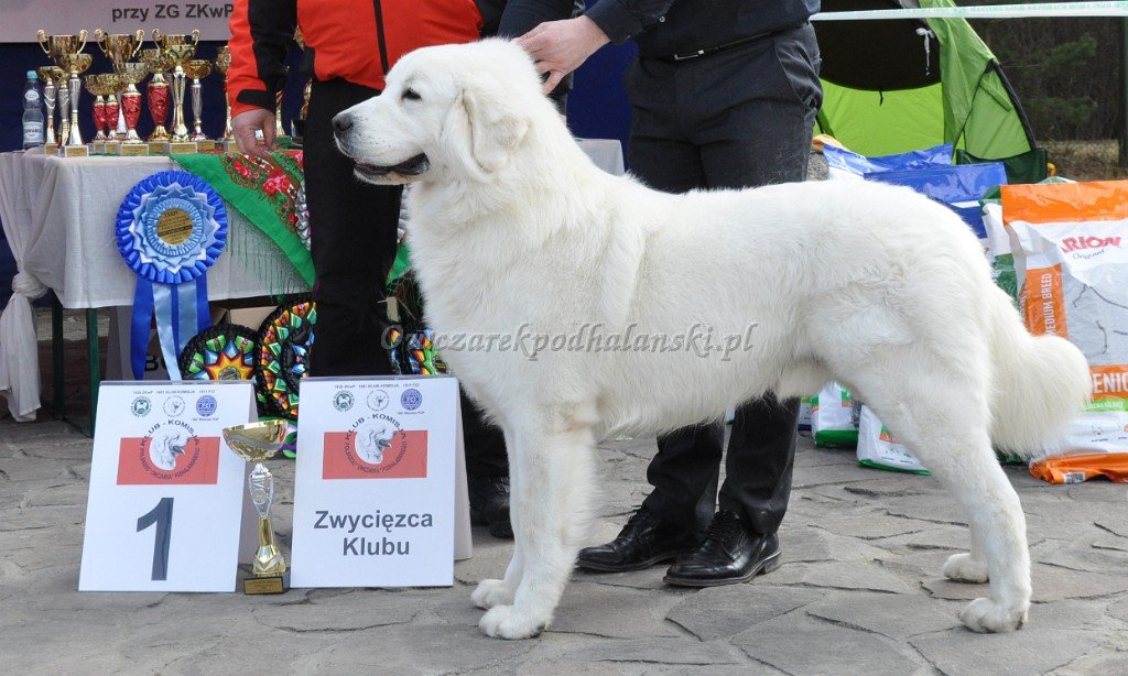 Owczarek Podhalański