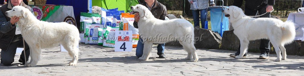 Owczarek Podhalański