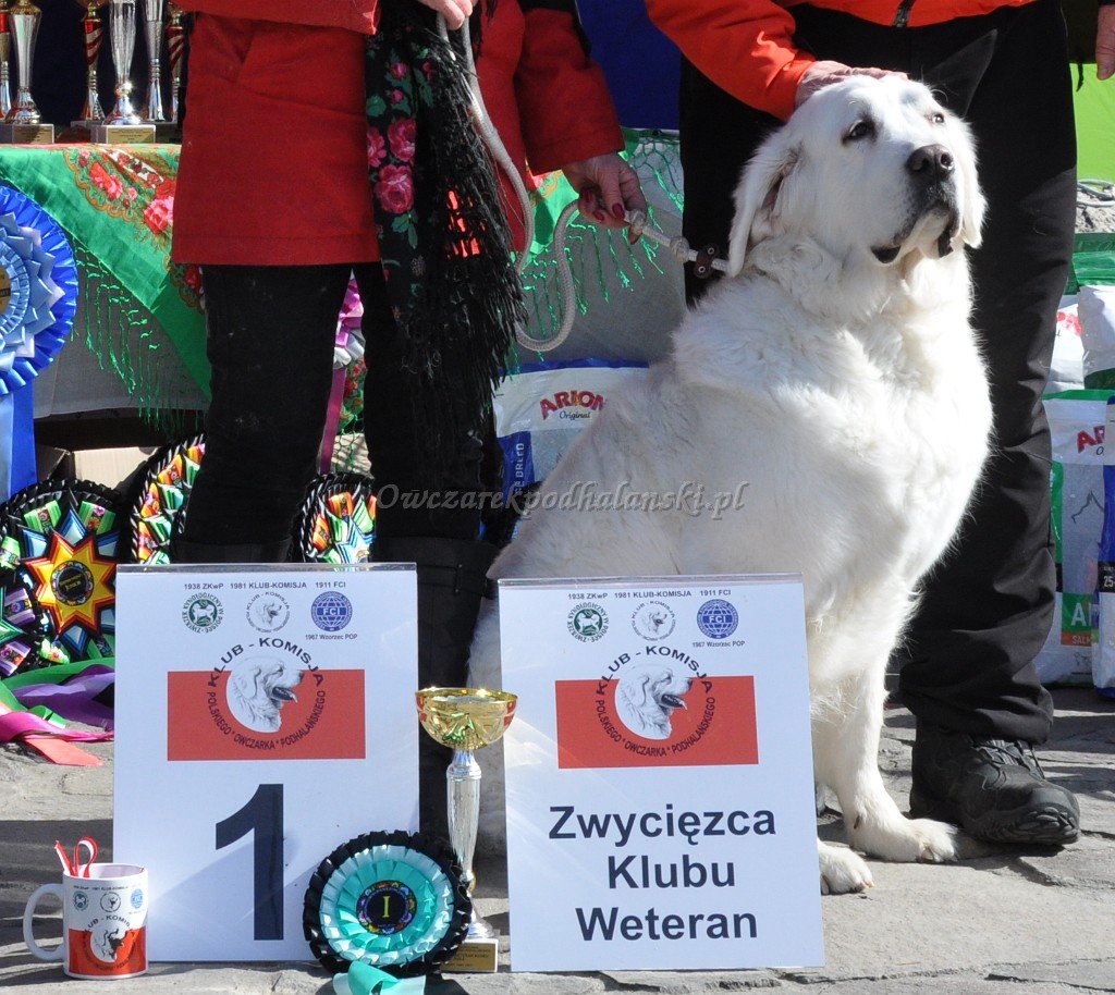 Owczarek Podhalański