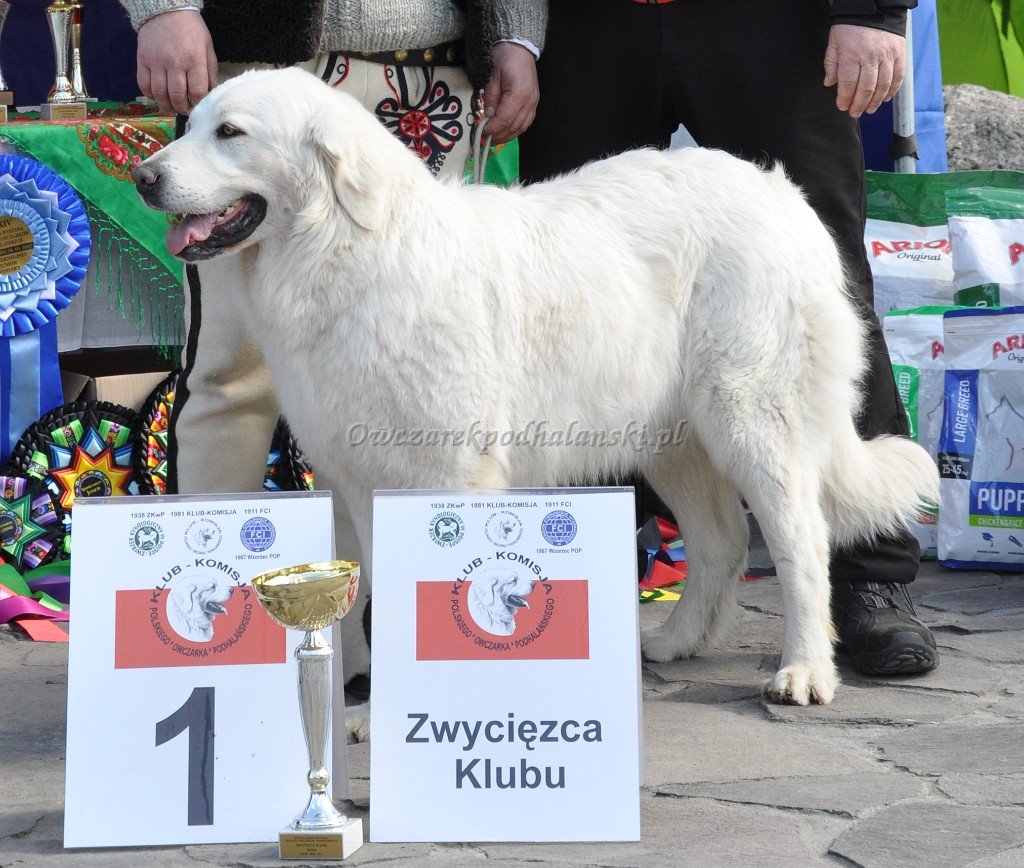 Owczarek Podhalański