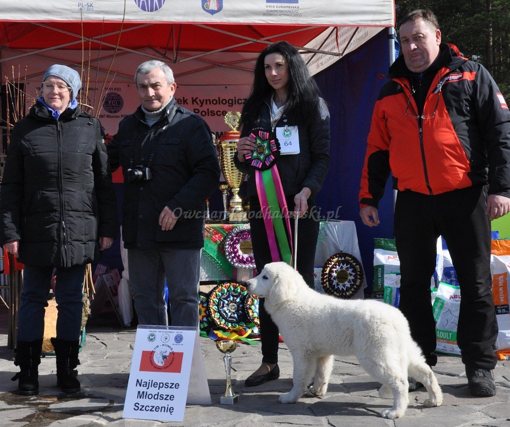 Owczarek Podhalański