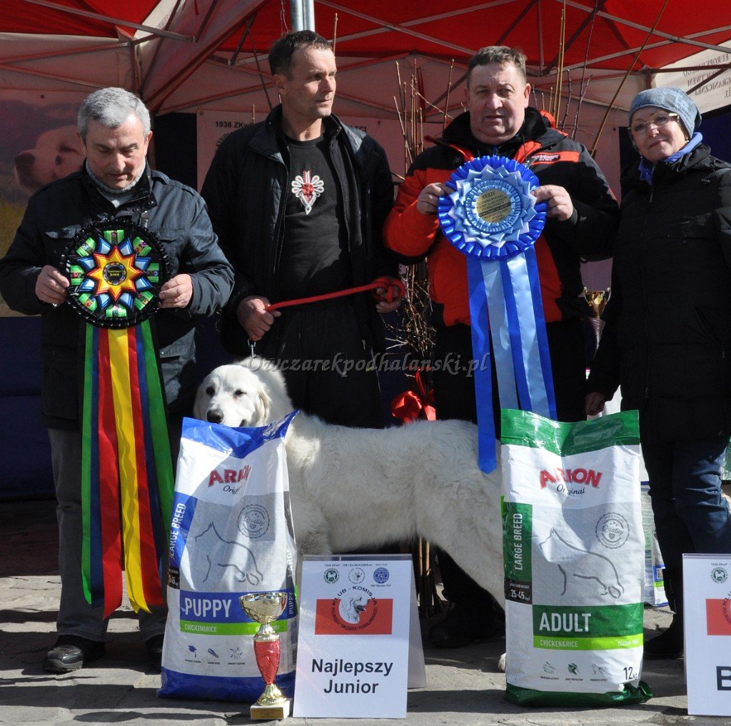 Owczarek Podhalański