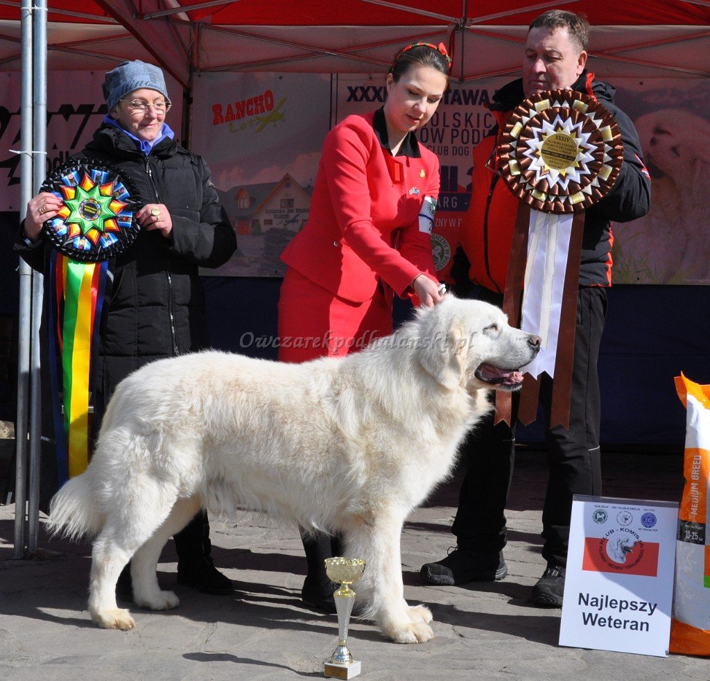 Owczarek Podhalański