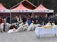Owczarek Podhalański  Klubowa Wystawa Owczarków Podhakańskich Nowy Targ 2017.03.26