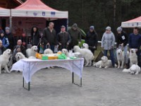 Owczarek Podhalański  Klubowa Wystawa Owczarków Podhakańskich Nowy Targ 2017.03.26