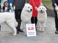 Owczarek Podhalański  Owczarek Podhalański - Konkurencja Najlepsza Hodowla - Alpejskie Zauroczenie