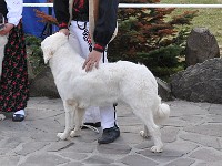 Owczarek Podhalański  Owczarek Podhalański - Konkurencja Najlepsza Hodowla - z Butorowego Wierchu