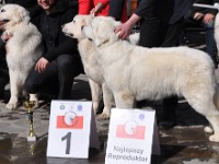 Owczarek Podhalański  Owczarek Podhalański - Konkurencja Najlepszy Reproduktor - potomstwo psa HUGO BOSS Des Arcanes d'Hermes