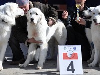 Owczarek Podhalański  Owczarek Podhalański - Konkurencja Najlepszy Reproduktor - potomstwo psa PASTUSZEK Nutrena