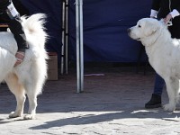 Owczarek Podhalański  Owczarek Podhalański - Konkurencja Najlepsza Para - Di'Leila's Sheltie WASZMOŚĆ BORZUJ i JOŁKA Kalong