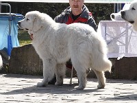 Owczarek Podhalański  Owczarek Podhalański - ACINAK SKIF VOPLOSCENIE MECHTY, ATOS ze Srebrnej Osady, BANDERAS Podhalany Spod Giewontu