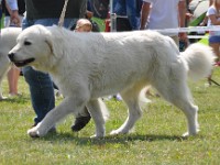 Owczarek Podhalański  Owczarek Podhalański - BAJCORA Cobegarden