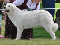 Owczarek Podhalański  Owczarek Podhalański - JUTRZENKA Nutrena