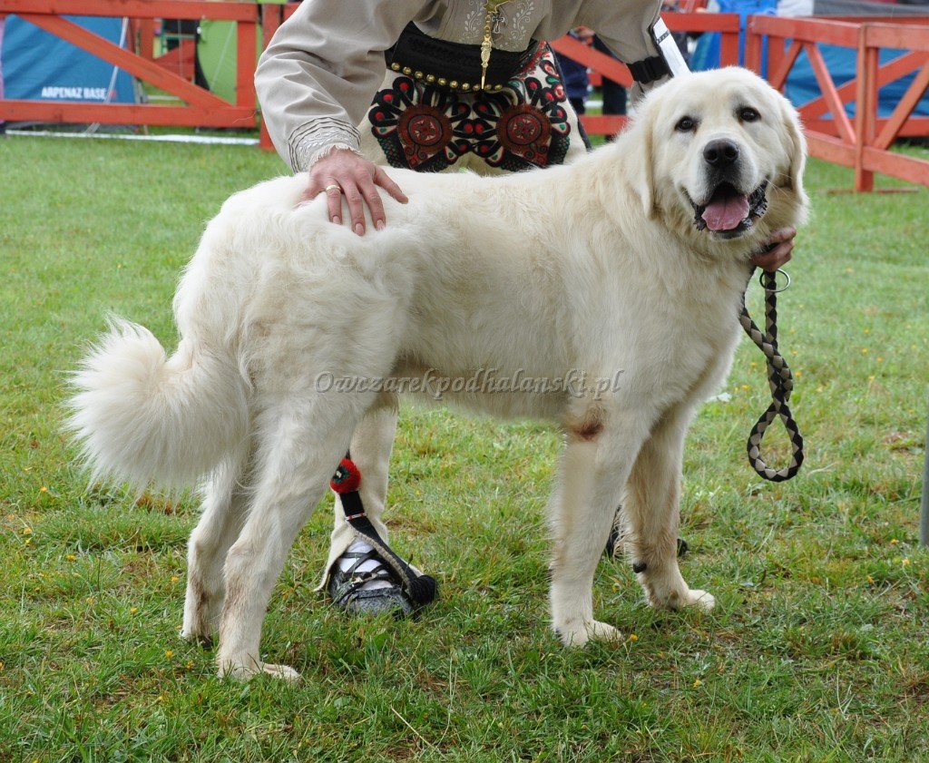 Owczarek Podhalański
