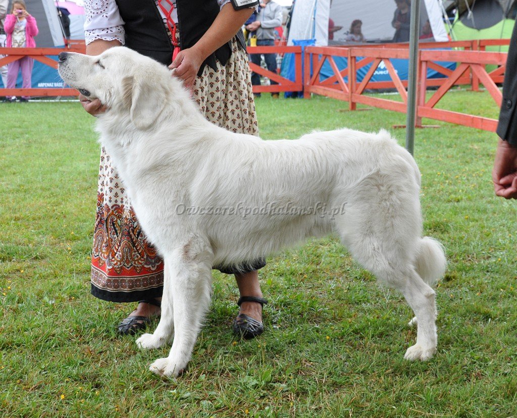 Owczarek Podhalański 
