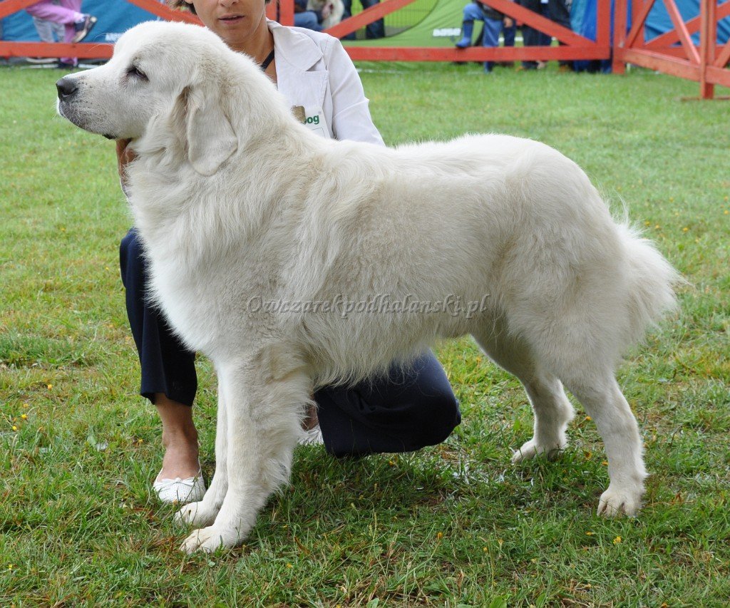 Owczarek Podhalański