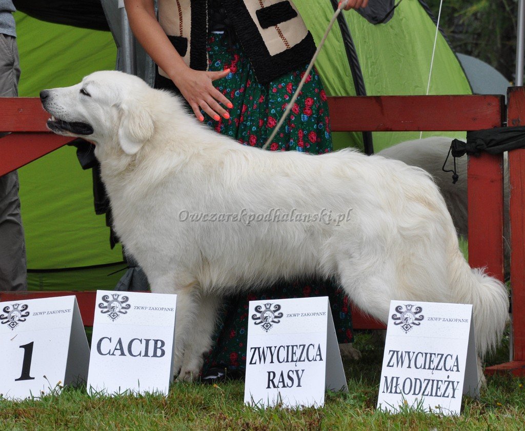 Owczarek Podhalański
