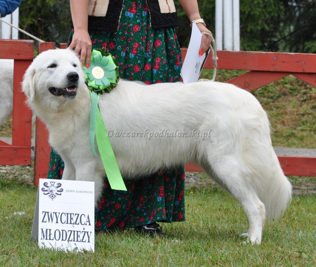 Owczarek Podhalański 