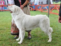 Owczarek Podhalański  Owczarek Podhalański - CHABER z Butorowego Wierchu
