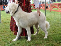 Owczarek Podhalański  Owczarek Podhalański - POLANA z Furmańskiej Zagrody