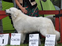 Owczarek Podhalański  Owczarek Podhalański - GAWRA od Kurosa