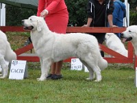 Owczarek Podhalański  Owczarek Podhalański - od lewej: KING OF HAPPINESS Alpejskie Zauroczenie, COCA Alpejskie Zauroczenie, GAWRA od Kurosa