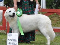 Owczarek Podhalański  Owczarek Podhalański - GAWRA od Kurosa