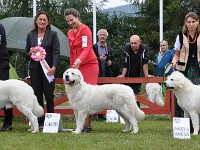 Owczarek Podhalański  Owczarek Podhalański - od lewej: KING OF HAPPINESS Alpejskie Zauroczenie, COCA Alpejskie Zauroczenie, GAWRA od Kurosa