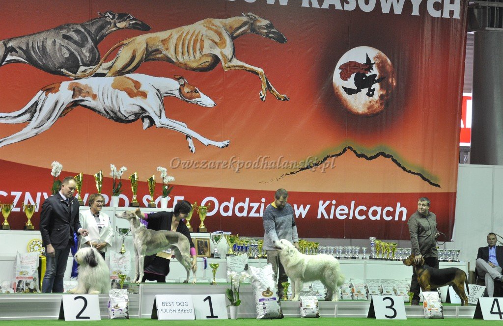 Owczarek Podhalański