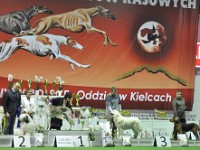 Owczarek Podhalański  Owczarek Podhalański - Bis Ras Polskich: lok. III GOŚCIRADA GIGA Badziar