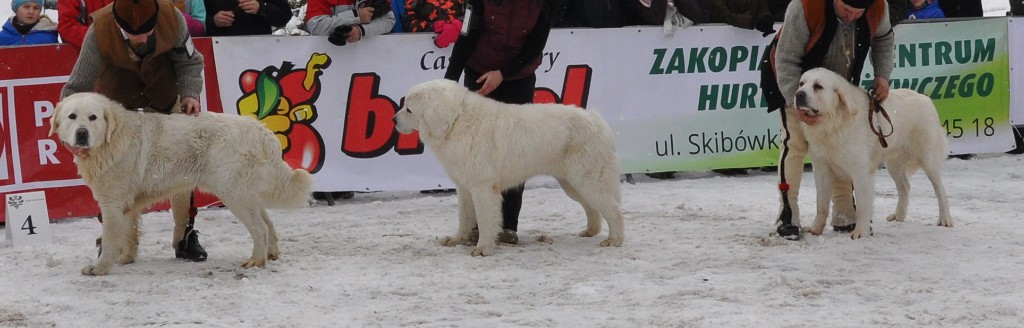 Owczarek Podhalański