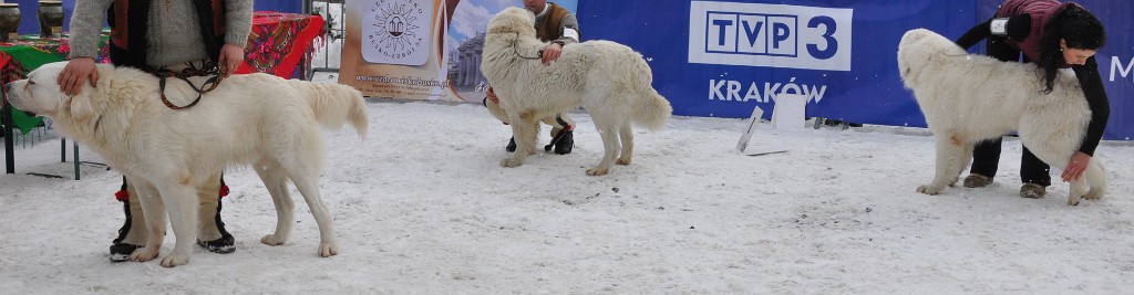 Owczarek Podhalański 