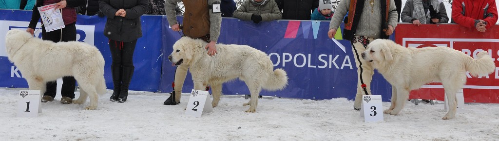 Owczarek Podhalański 