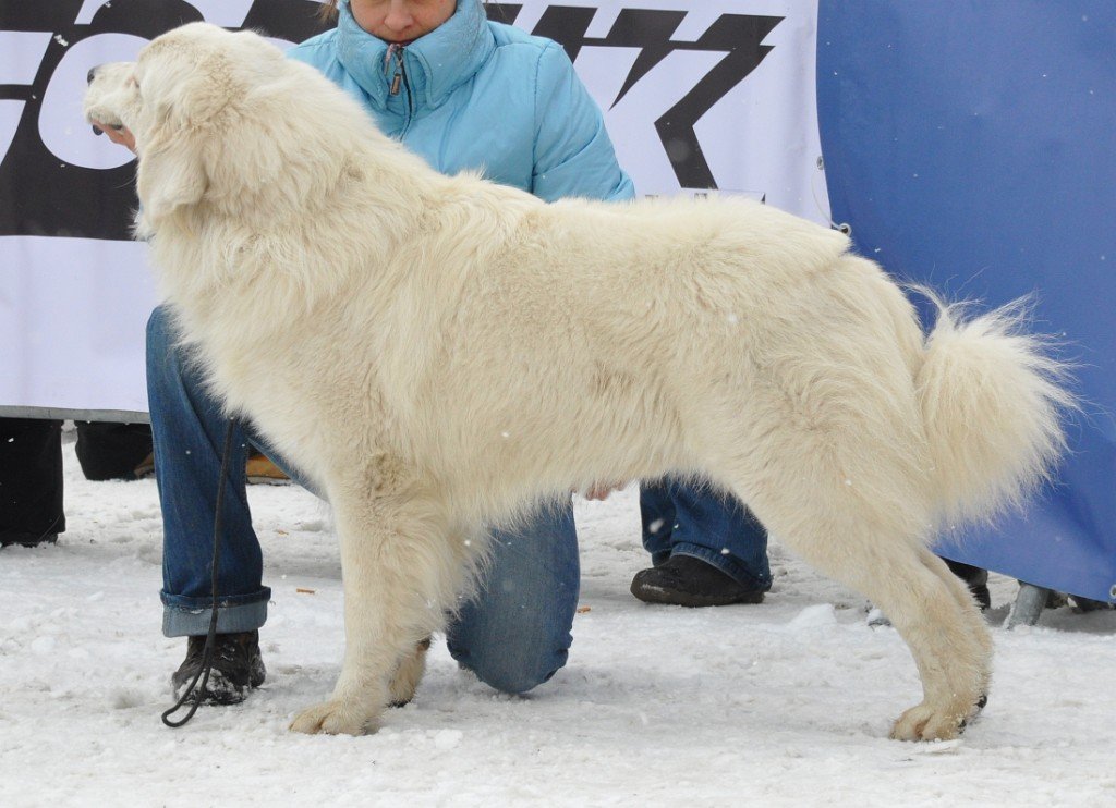 Owczarek Podhalański 