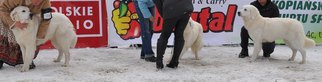 Owczarek Podhalański 