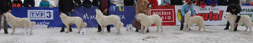 Owczarek Podhalański 