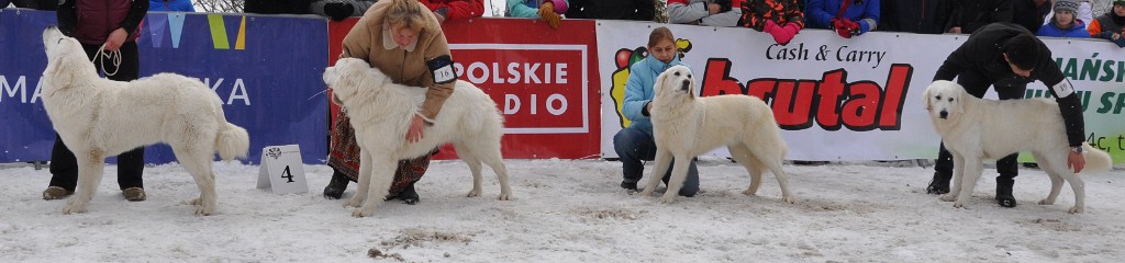 Owczarek Podhalański 