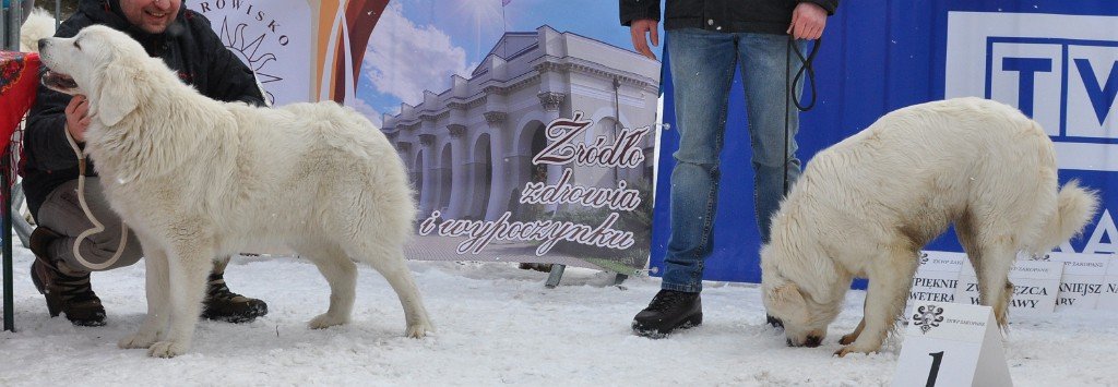 Owczarek Podhalański 