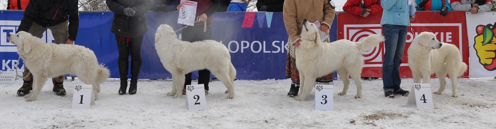 Owczarek Podhalański