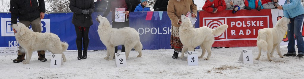 Owczarek Podhalański 