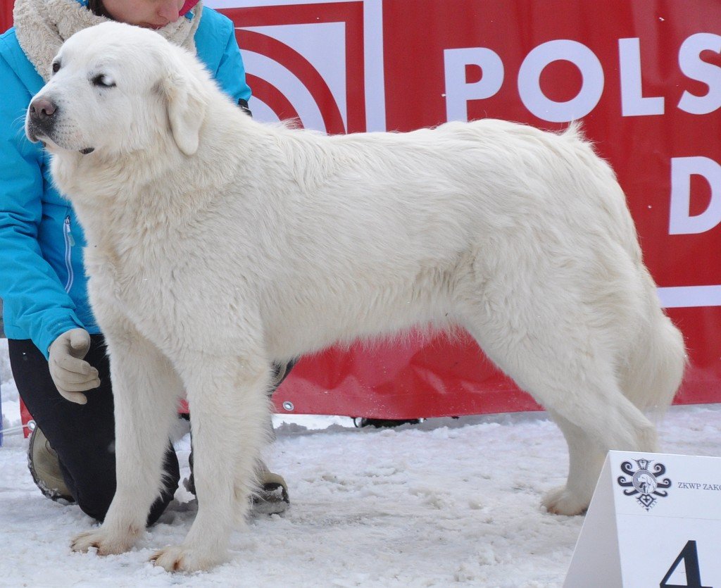 Owczarek Podhalański 