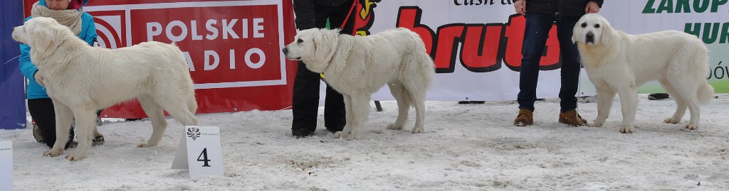 Owczarek Podhalański 