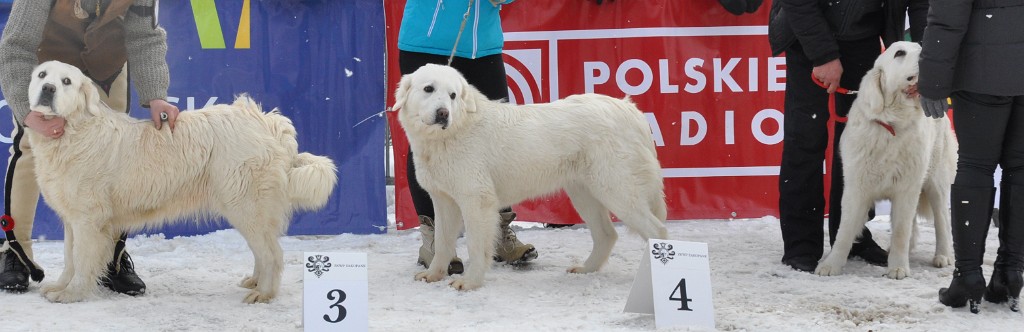 Owczarek Podhalański 