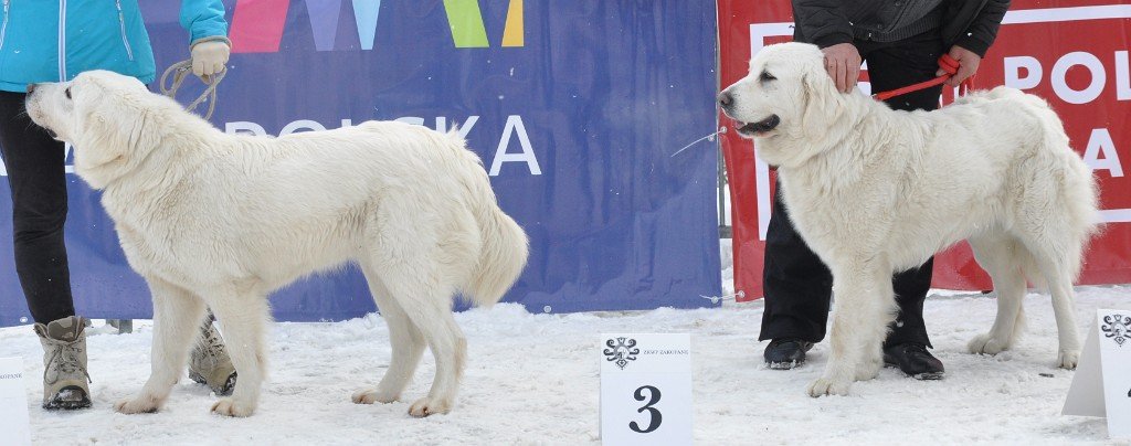 Owczarek Podhalański 