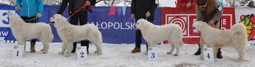 Owczarek Podhalański 