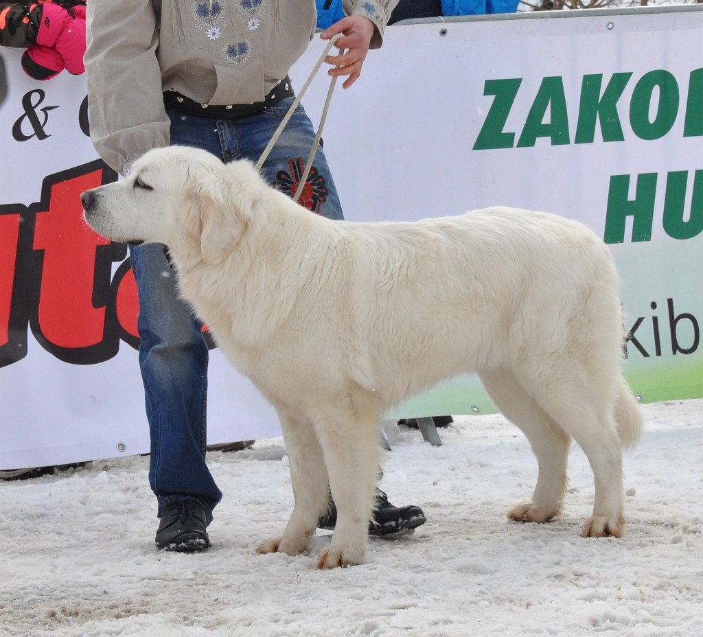 Owczarek Podhalański 