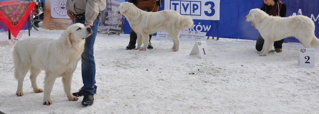 Owczarek Podhalański 