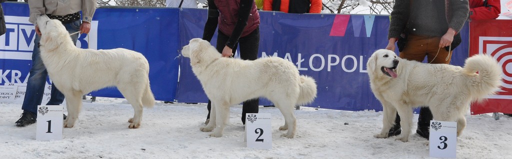 Owczarek Podhalański 
